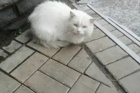 Найдена кошка, Нижний Новгород, фото: Кошка найдена на Космической, Н. Новгород