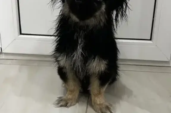 Найдена собака, Рязань, фото: Собака найдена: Касимовское шоссе, 9