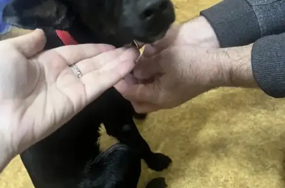 Найденные животные Краснодар, фото: Собака найдена: Одесская ул, 45, Краснодар