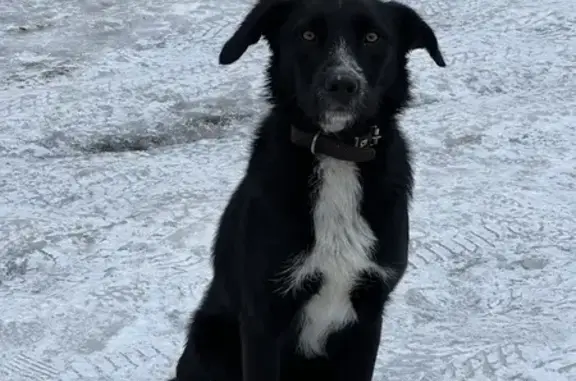 Найдена собака, Брянск, фото: Найдена собака, Советская 32А, Брянск