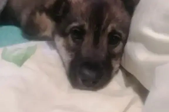 Найдена собака, Уфа, фото: Собака найдена, ул. Я. Коласа 149, Уфа