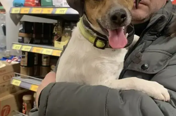 Объявления о пропавших и найденных животных, Казань, фото: Собака найдена: ул. Алафузова, 18А, Казань