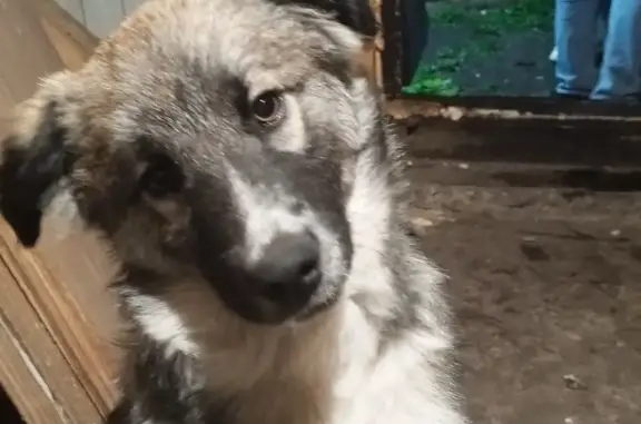 Собаки потеряшки, , фото: Потеряшка пёс, ул. Поповка, 56А, Терновое