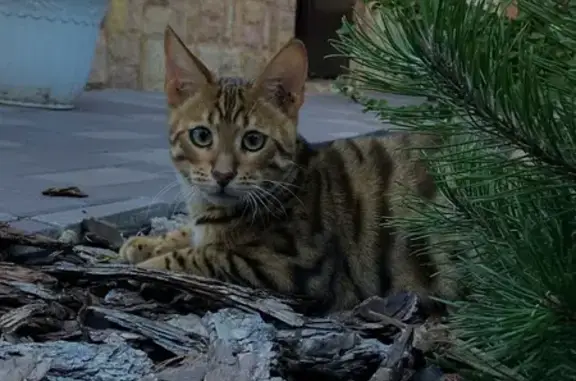 Пропала кошка, Вороновка, Татарстан