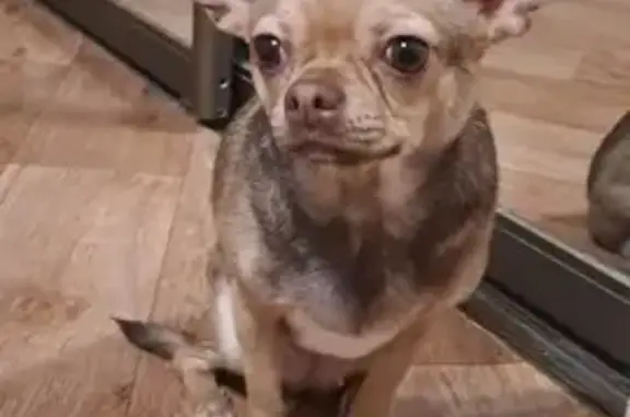 Найдена собака, Челябинск, фото: Чихуа-хуа найдена, ул. Либединского, 37