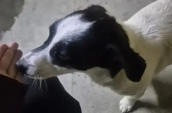 Найдена собака, Краснодар, фото: Собака найдена, ул. Трудовой Славы, Краснодар