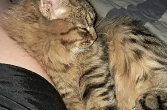 Найдена кошка, Орёл, фото: Найдена кошка: ул. М. Горького, 60, Орёл