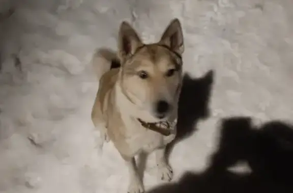 Собаки потеряшки, Кувшиново, фото: Потеряшка лайка на Майской улице, Кувшиново