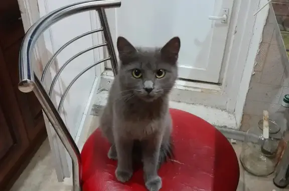 Кошки потеряшки, , фото: Потеряшка кошка