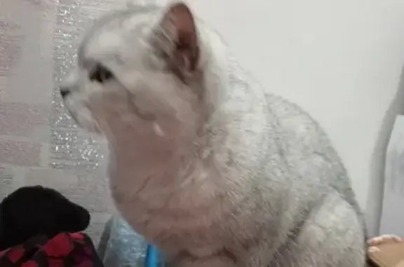 Найденные животные Чебоксары, фото: Найден котик, Усадская ул., Чебоксары