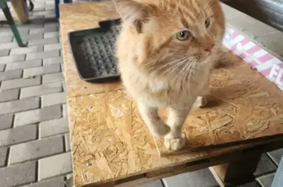 Рыжий кот найден на Загорской 30, Ставрополь