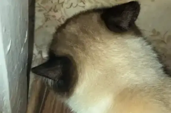 Кошки потеряшки, Пенза, фото: Потеряшка кошка, ул. Терновского, 73А, Пенза