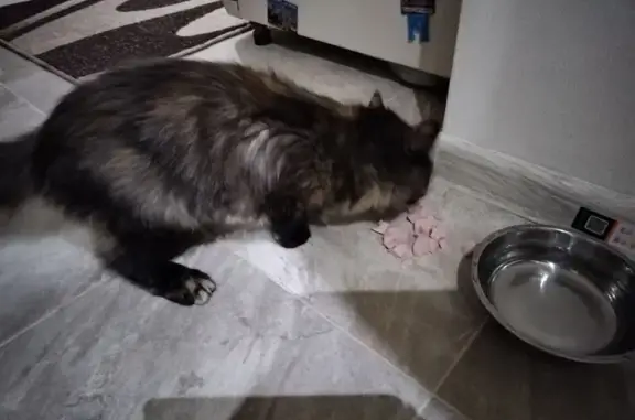 Кошка найдена на Семчинской улице