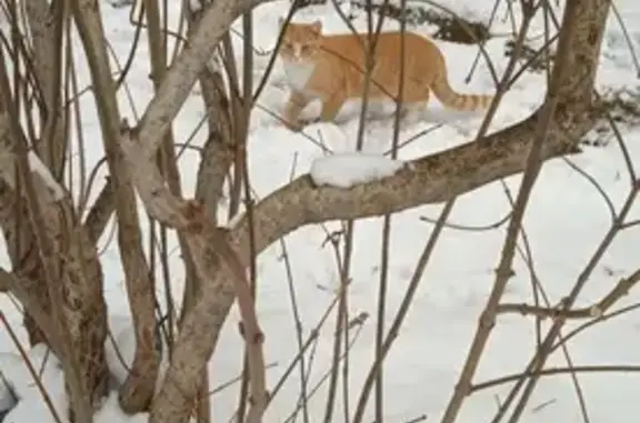 Кошка найдена на Ленинградской улице