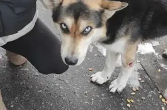 Найдена собака, Пенза, фото: Найдена собака, ул. Глазунова, 5, Пенза
