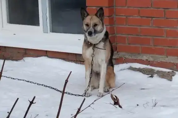 Найдена собака, ул. Колупаева, Томск