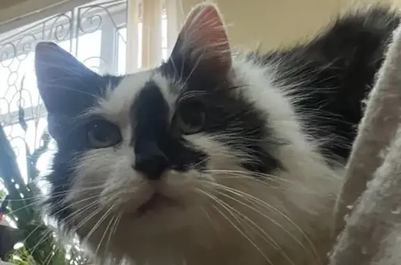 Кошка найдена на базе 