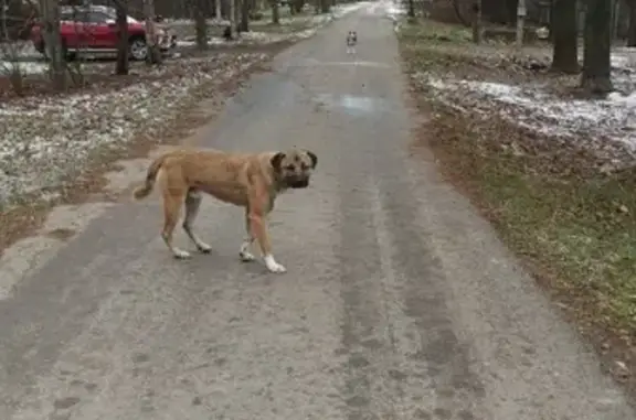 Собака найдена в Дьяково, 41