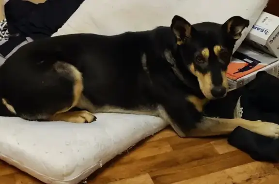 Собаки потеряшки, Екатеринбург, фото: Потеряшка собака на ул. Победы, 31, Екатеринбург