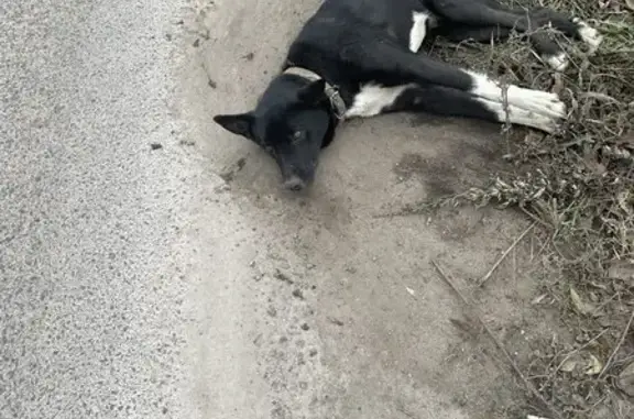 Собака найдена в Кукуевке, 38Н-222