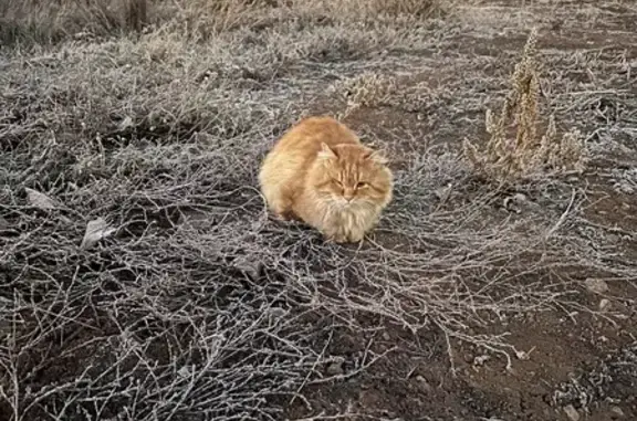 Кошка на Ильи Глазунова, 2, Оренбург