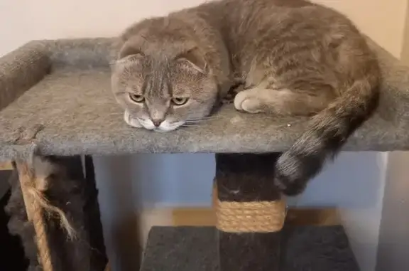 Найдена кошка, Красноярск, фото: Кошка найдена, 2-я Краснодарская, Красноярск