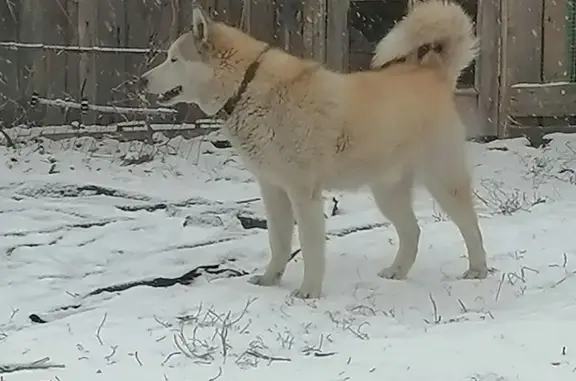 Собаки потеряшки, Саранск, фото: Потеряшка собака в Саранске, Мордовия