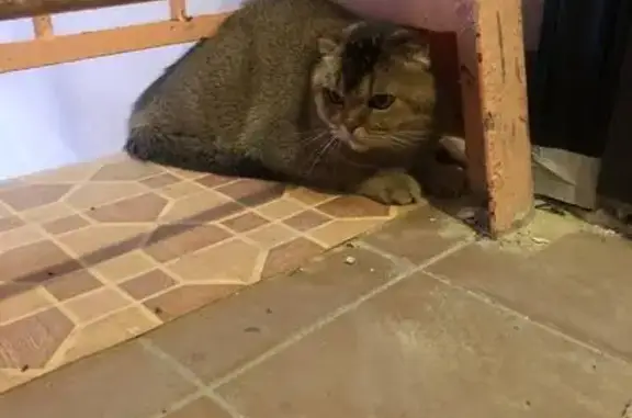 Найдена кошка, Тамбов, фото: Кошка найдена, ул. Чичерина, Тамбов