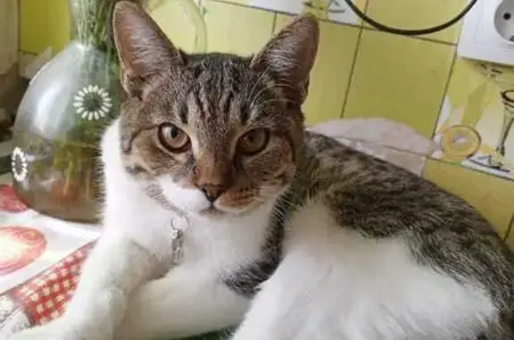 Кошки потеряшки, Новочеркасск, фото: Потеряшка кот, ул. Маяковского 62, Новочеркасск