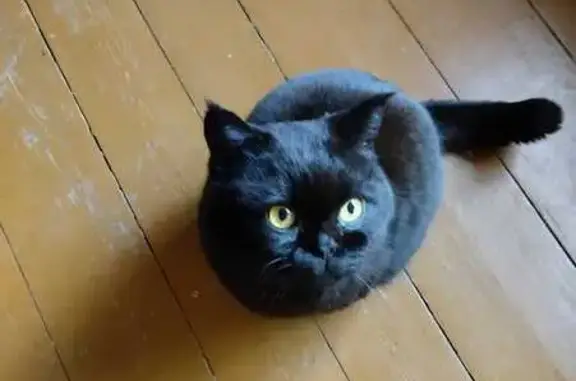 Найдена кошка, Дачное шоссе, 194