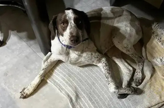Найдена собака, Тбилиси, фото: Охотничья собака найдена, Ахали Хеивни 7