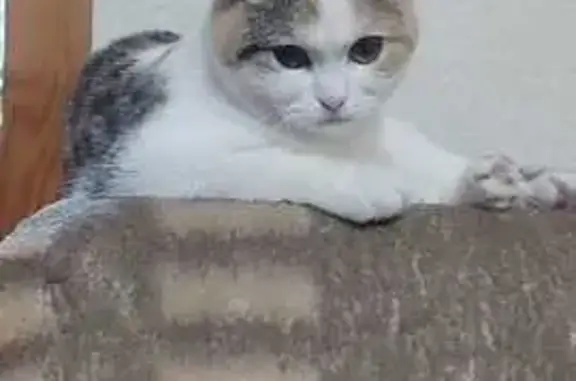 Кошки потеряшки, Павловск, фото: Потеряшка кошка, ул. Маяковского, Павловск