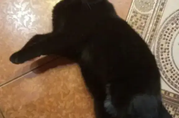 Потерянные животные Красноуфимск, фото: Пропала чёрная кошка, Челюскинцев 7