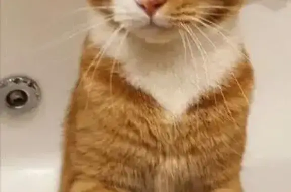 Потерянные животные Петрозаводск, фото: Пропала кошка на Лыжной улице, Петрозаводск