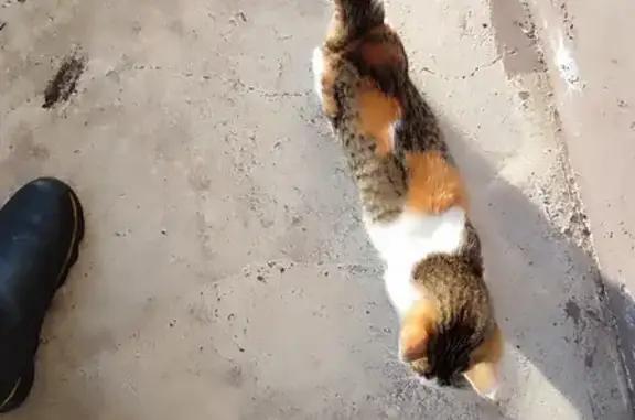 Найдена кошка, Миловский сельсовет, фото: Трёхцветный котёнок найден на Рябиновой, 3