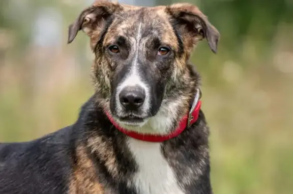 Собаки потеряшки, район Щербинка, фото: Потеряшка собака, ул. Маршала Савицкого, 5