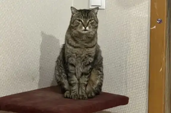 Кошки потеряшки, городской округ Бердск, фото: Потеряшка кошка на Новой улице, 4, Бердск