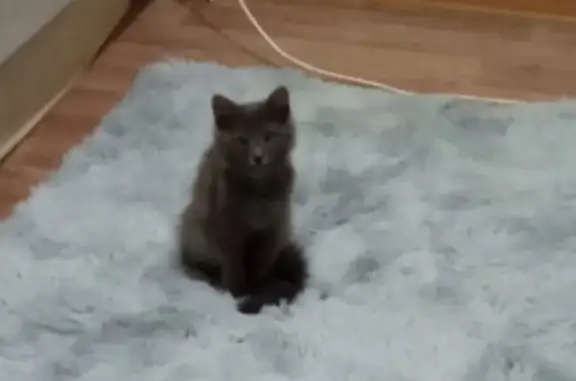 Кошки потеряшки, Златоуст, фото: Потеряшка кошка, ул. Правый Берег Чувашки 11