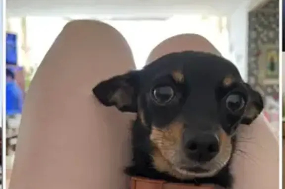 Собаки потеряшки, Красноярск, фото: Потеряшка собака, ул. Кутузова 58, Крск