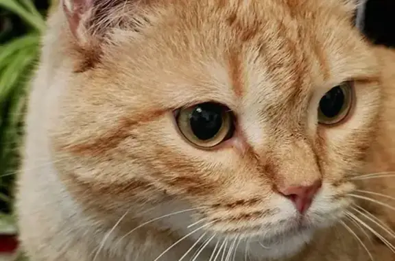 Кошки потеряшки, Заречный, фото: Потеряшка кошка на Алещенкова, 23, Заречный