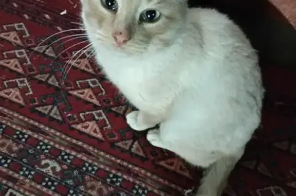 Кот найден в Уриковском, Иркутская обл.