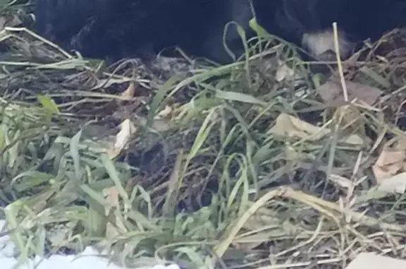 Найдена собака, Иркутск, фото: Собака найдена: Ямская 33, Иркутск