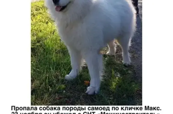 Собаки потеряшки, Нижний Пальник, фото: Потеряшка собака, 57К-0005, Нижний Пальник