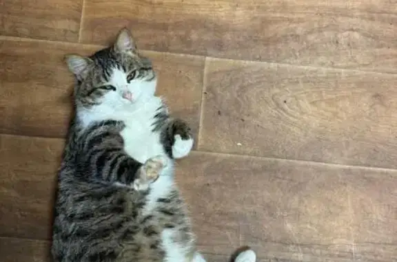 Найдена кошка, , фото: Котик найден на М4, 172 км, кафе 