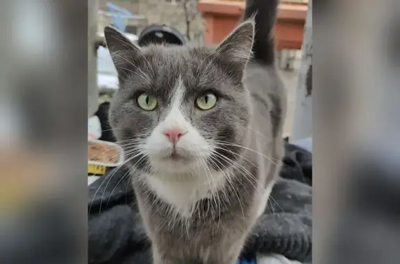 Кошка найдена: Гражданская ул., 7/1, Ставрополь