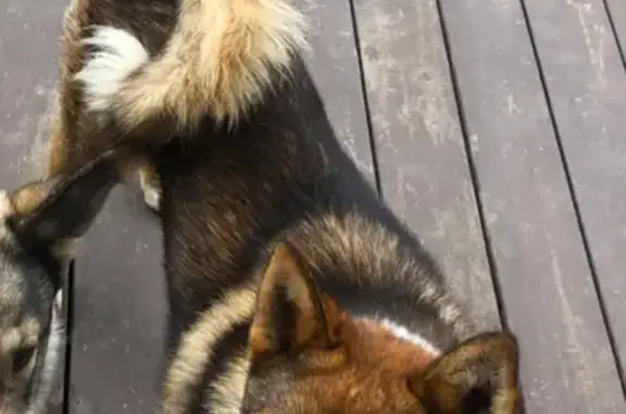 Собаки потеряшки, , фото: Потеряшка лайка, Шепелево, Центральная 39