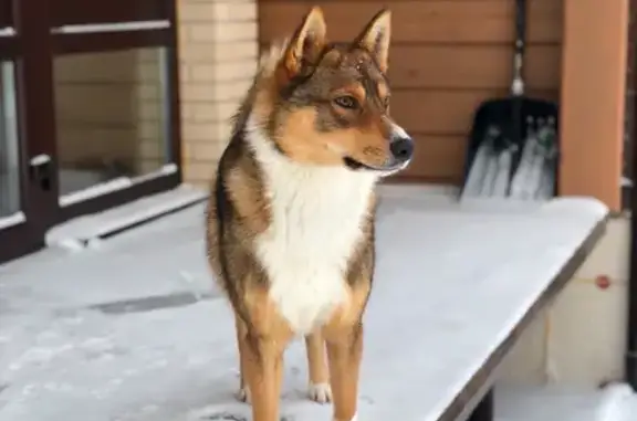 Собаки потеряшки, , фото: Потеряшка лайка, Шепелево, Центр. ул. 36