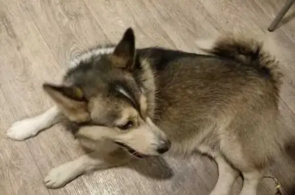 Найдена собака, Галич, фото: Собака найдена, Луначарского 24, Галич