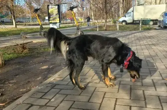 Пёсель найден на Зиповской, 10, Краснодар