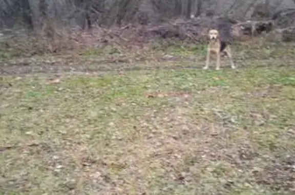 Собака найдена: д. Казанка, ул. Набережная - photo